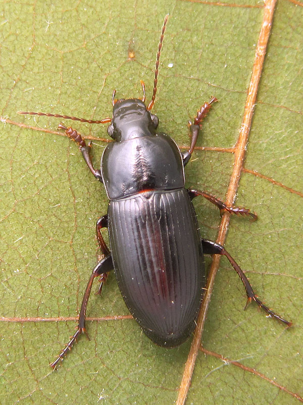 Carabidae: Harpalus cfr. anxius